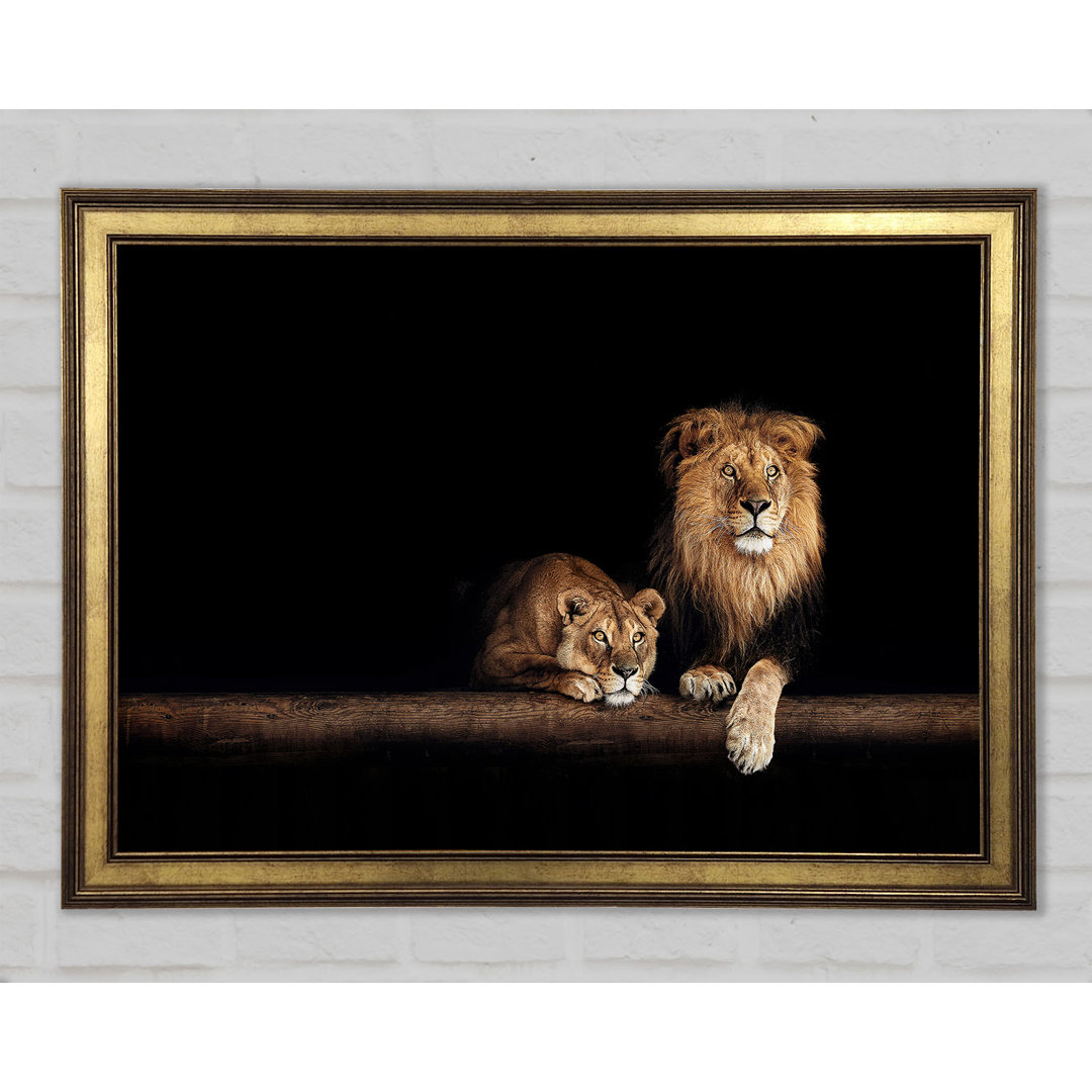 Lions Resting In The Dark - Einzelne Bilderrahmen Kunstdrucke