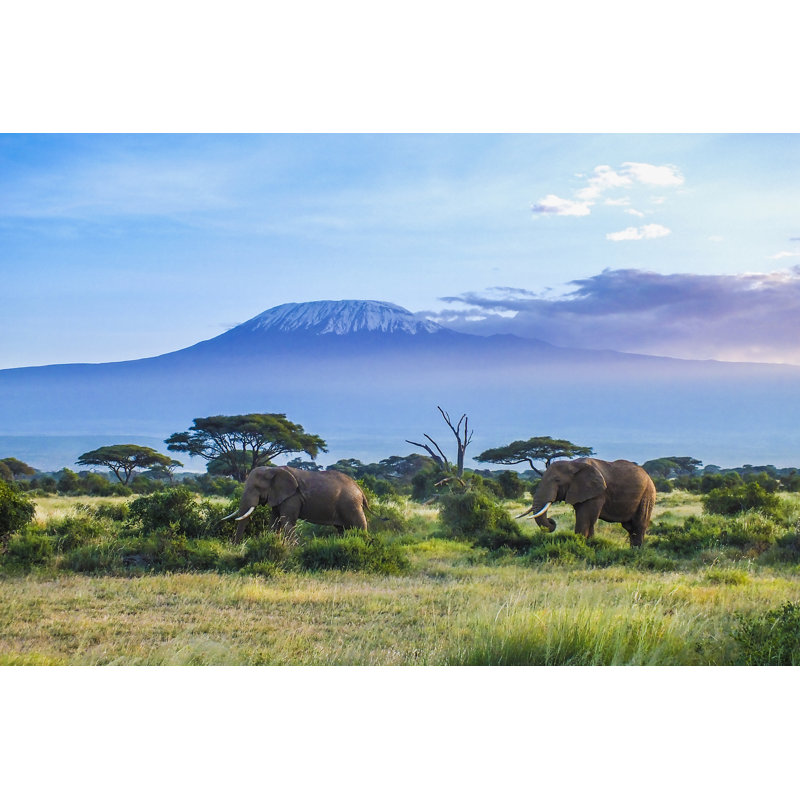 Elephants And Kilimanjaro by Squashedbox - Wrapped Canvas Print, 30cm H x 46cm W 