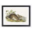 Swamp Hare by J.W. Audubon - Picture Frame Art Prints-55616763-55616762