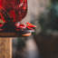 Mangeoire à colibri en verre rouge