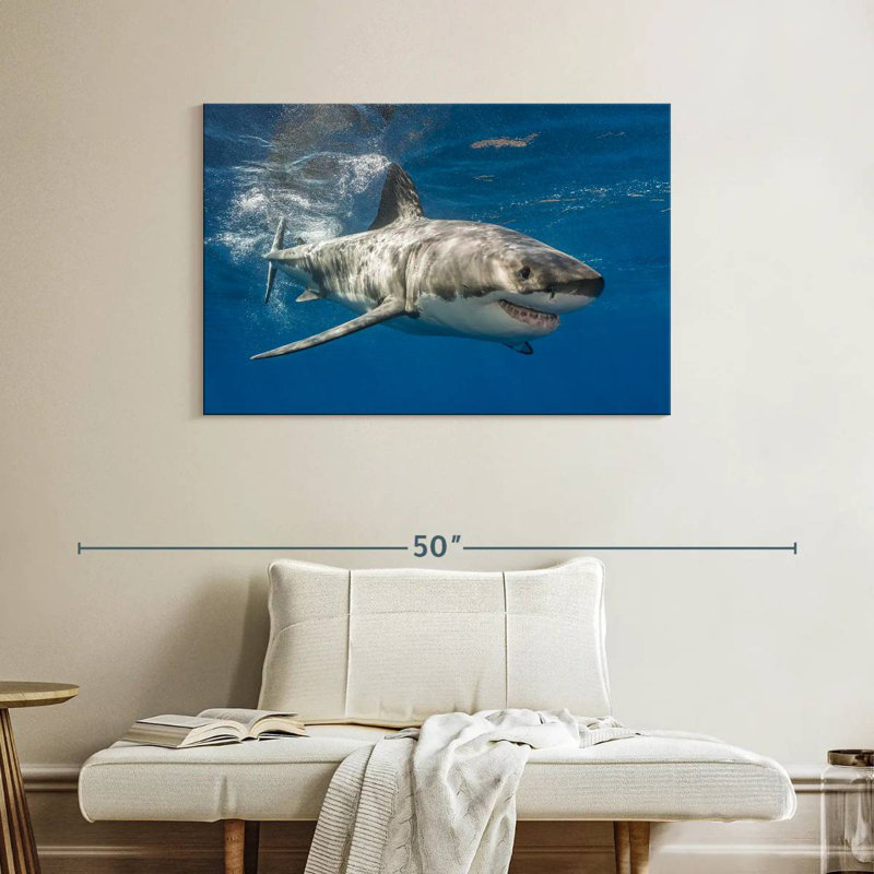 Requin, H 26 po x l 39 po
