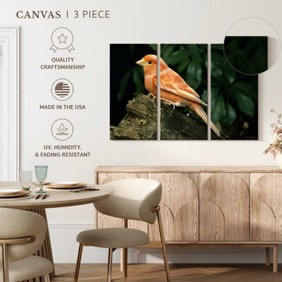 Canari rouge