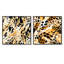 Feline Grace Cheetah Print - animaux, ensemble de 2 collages carrés de guépards-1185075625-1185075629