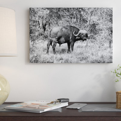 « isard south africa series », reproduction de photo sur toile tendue