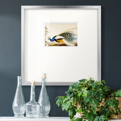 " Golden Peacock " Painting Print