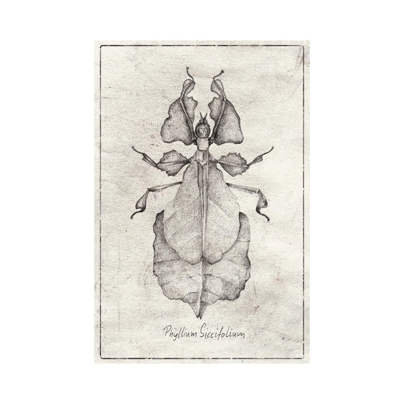 Phyllium Siccifolium by Mike Koubou - Wrapped Canvas Print, 20.32 cm H x 30.48 cm W