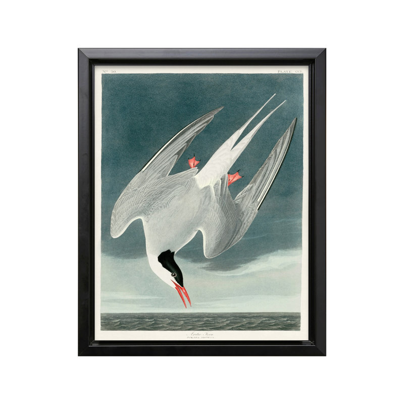 John James Audubon - sterne arctique, Black Framed, Canvas, 16"H x 20"W