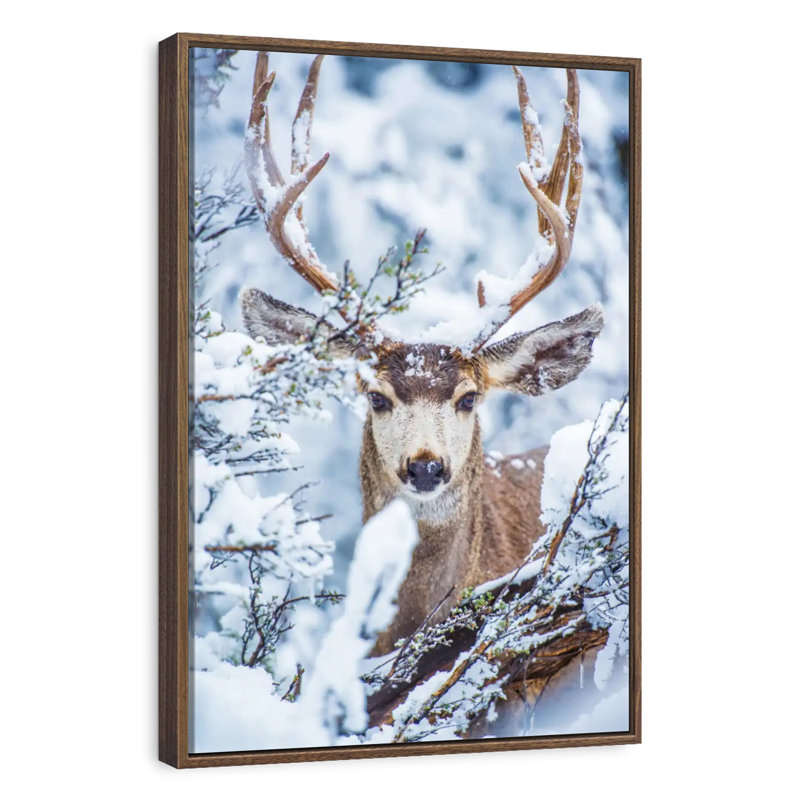 Cerf mulet d'hiver, Floating Frame Walnut, 13 po x 19 po