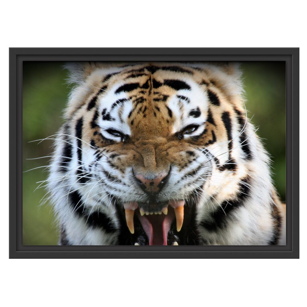 Gerahmtes Wandbild aggressiver Tiger