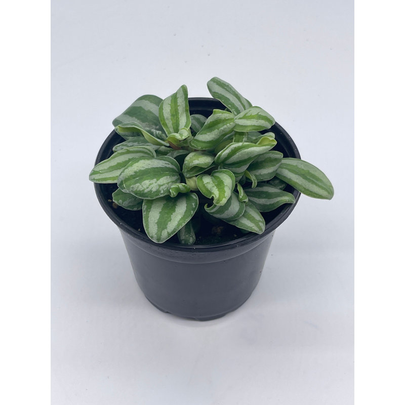 Peperomia Mini Watermelon, 4 Inch
