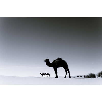 Three Camels In The Sahara Desert, Black And White by Zodebala - No Frame Print on Canvas