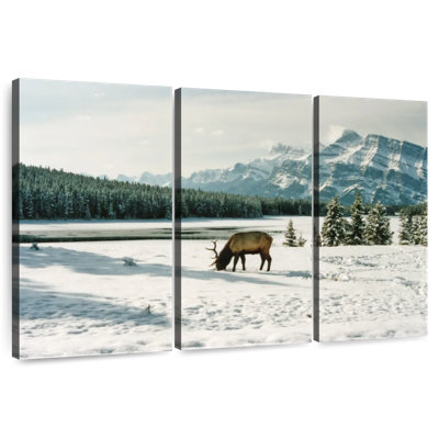 Brampt Banff Bull Elk