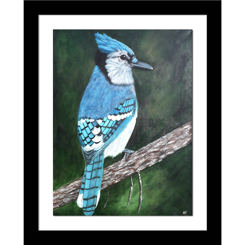 «Blue Jay» par Amy Valiante - reproduction d'art, Papier encadré noir, Blanc, H 23 po x l 19 po x P 2 po