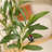 Altman Faux Olive Tree with White Planter-82313840
