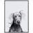 " Weimaraner " by Jodi P.