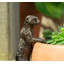 Gerner Animals UV Resistant Stone Garden Statue
