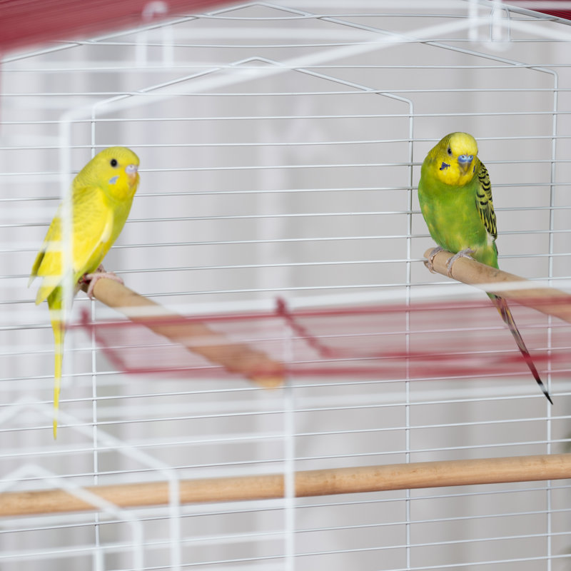 Cage à oiseaux de style victorien avec perchoir de table 23,5 "Cassius, rouge