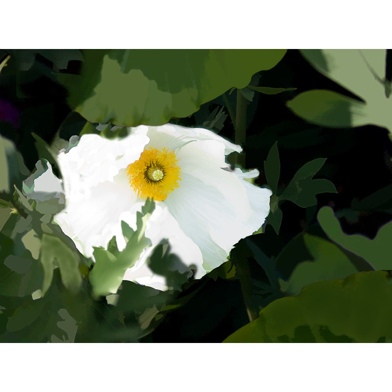 Oncoba Spinosa Print by Tom Kostes, 17.25" H x 21.25" W x 0.875" D