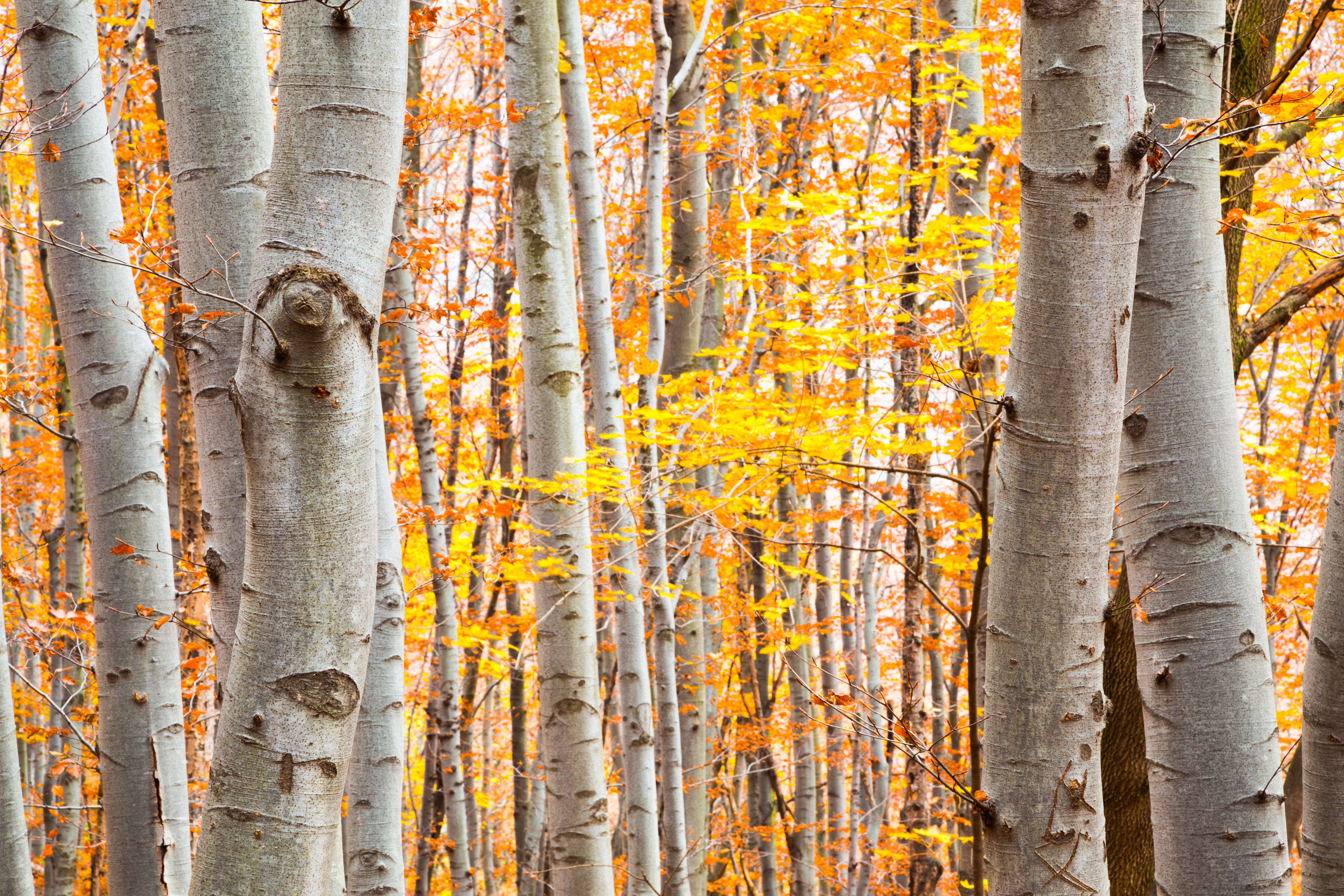 Millwood Pines Birch Forest by Simeondonov - Wrapped Canvas Photograph ...