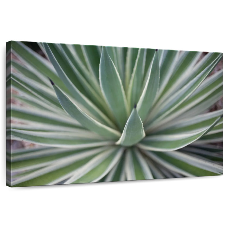 Harnek Where The Cactus Grows II, H 24 po x l 36 po