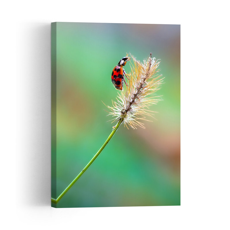 Red Ladybug On Grass Delicate Vibrant Contemporary Ladybug Nature Plant Wall Art Print 1 Piece Wrapped Canvas Wall Art