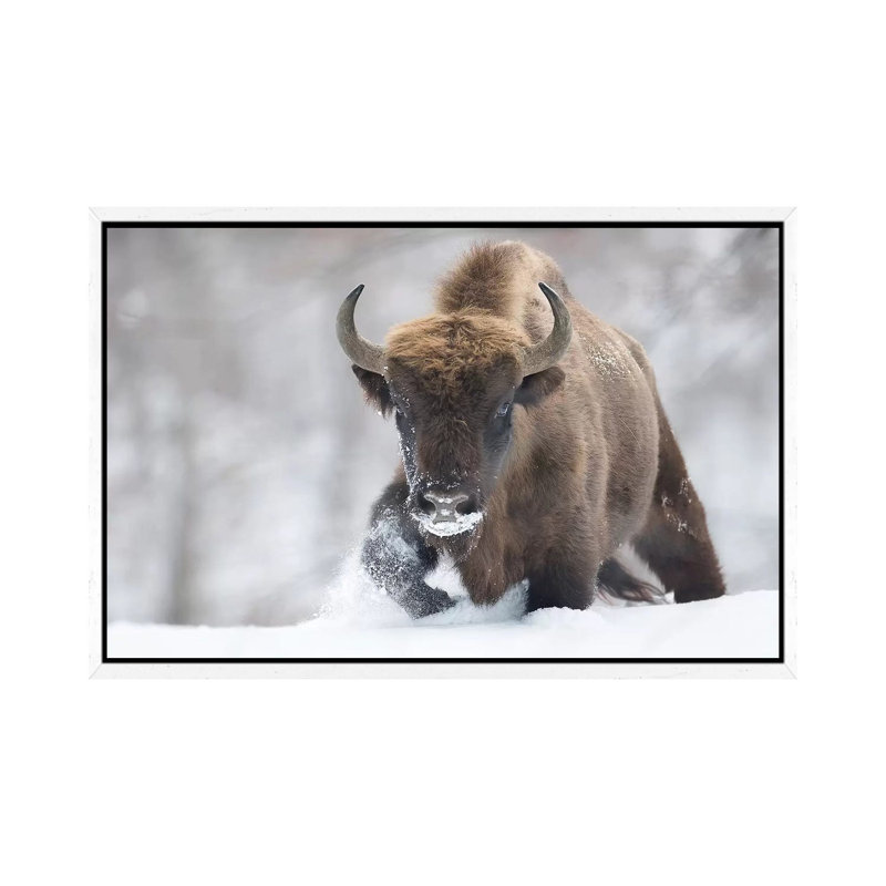 Rewilded by Sebastian Mastahac - Print on Canvas, White Floater Framed, 45.72cm H x 66.04cm W x 3.81cm D