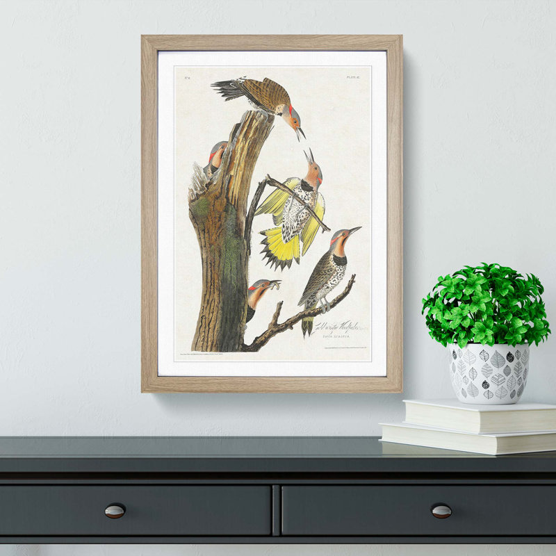 Golden-Winged Woodpecker by John James Audubon - Picture Frame Art Print, Oak Framed, 48cm H x 36cm W x 2cm D