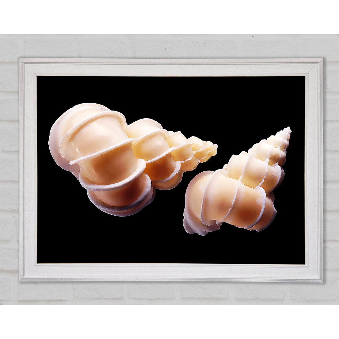 Beautiful Shell Duo - Einzelne Bilderrahmen Kunstdrucke