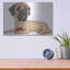 «Mastiff Red Ball» par Danny Gordon-291262798
