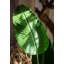Palmier en pot artificiel-536360813