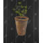 Plante de persil - toile verte pour décoration intérieure