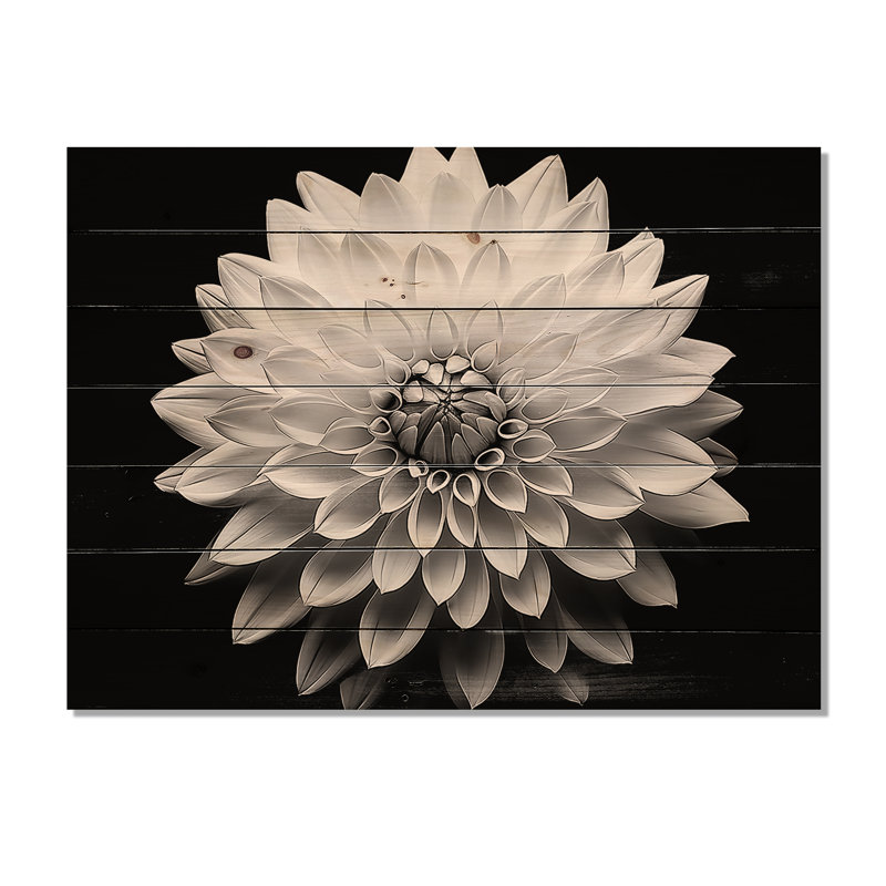 Dahlia In Monochrome Black And White - Dahlia Wood Wall Art On Natural Pine Wood, 24" H x 32" W