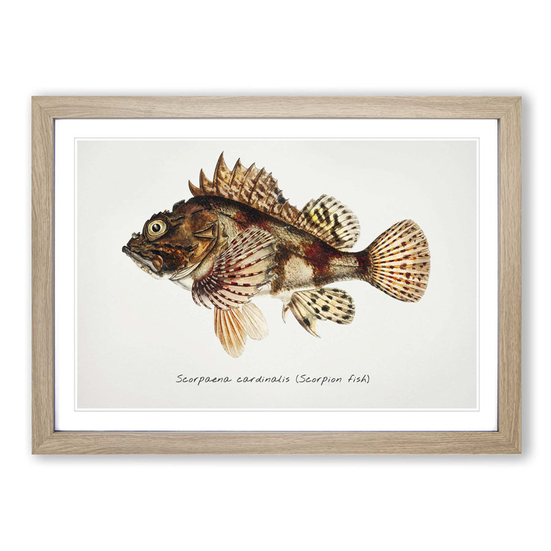 Illustration of a Scorpion Fish by F.E. Clarke - Picture Frame Graphic Art Print on MDF, 27cm H x 36cm W x 2cm D, Oak Framed