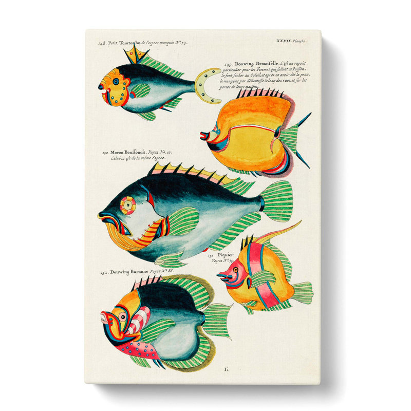 East Indies Fish Illustrations XXXII by Louis Renard - Wrapped Canvas, 60cm H x 40cm W x 3cm D