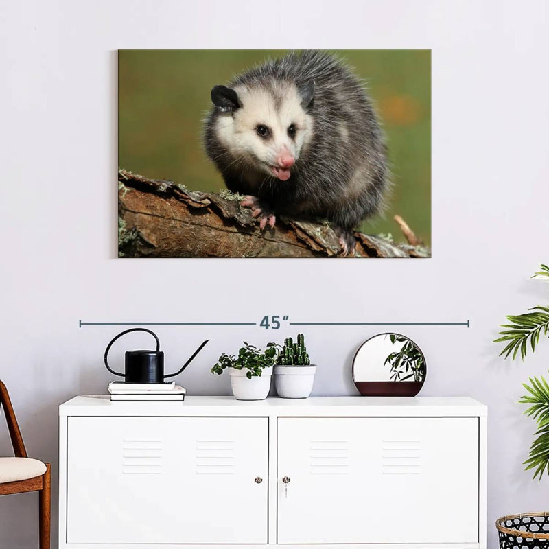 Brampt Angry Opossum, 24" H x 36" W
