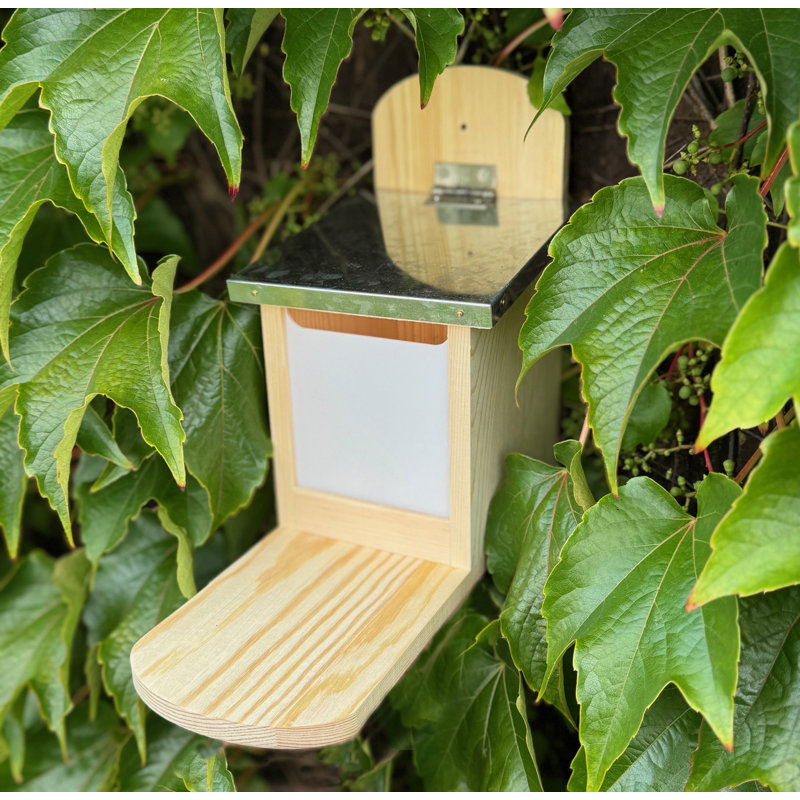 Wall Squirrel Feeder