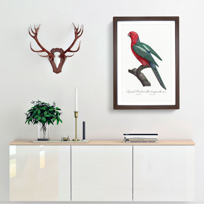 Australian King Parrot by F. Levaillant - Framed Print, 45cm H x 33cm W x 2cm D, Walnut Framed