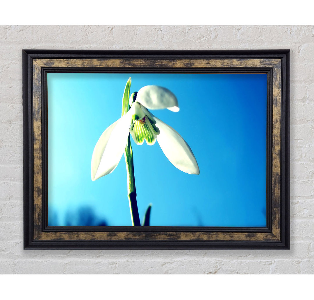 Gerahmtes Wandbild Snowdrop Spring