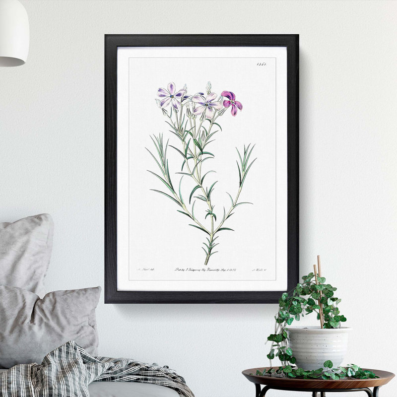 Purple Phlox Flowers - Framed Print, 48cm H x 36cm W x 2cm D, Black Framed
