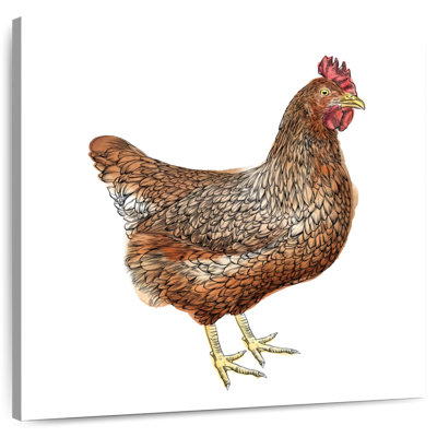 Poulet brun Crowle
