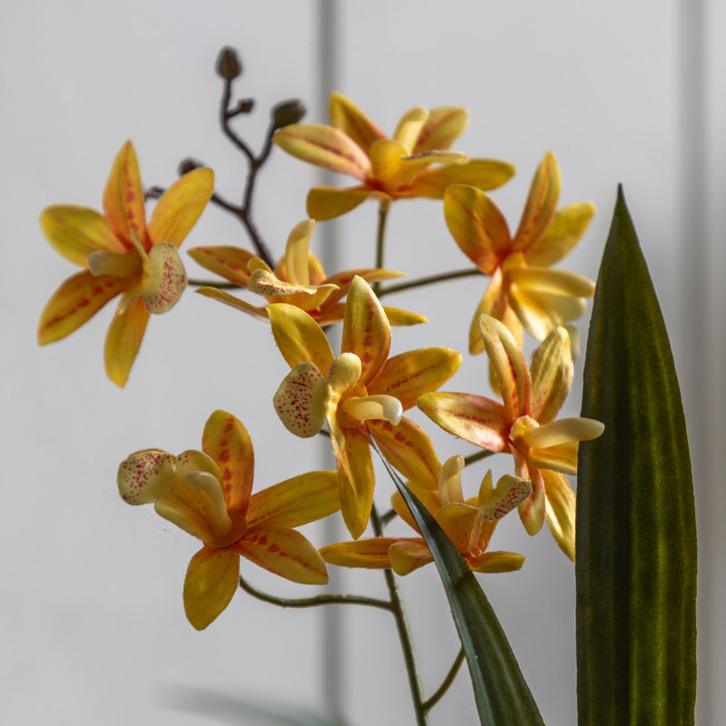 Orchid in White Ceramic Dot Pot 400mm, Orange