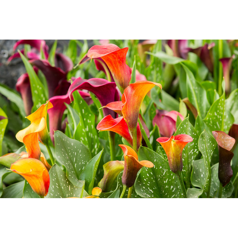 Calla Lily Field par - Photographie de toile tendue, L 12 po x H 8 po
