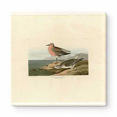 Bécasseau à poitrine rousse, plaque 31 (1835) - art mural carré sur toile