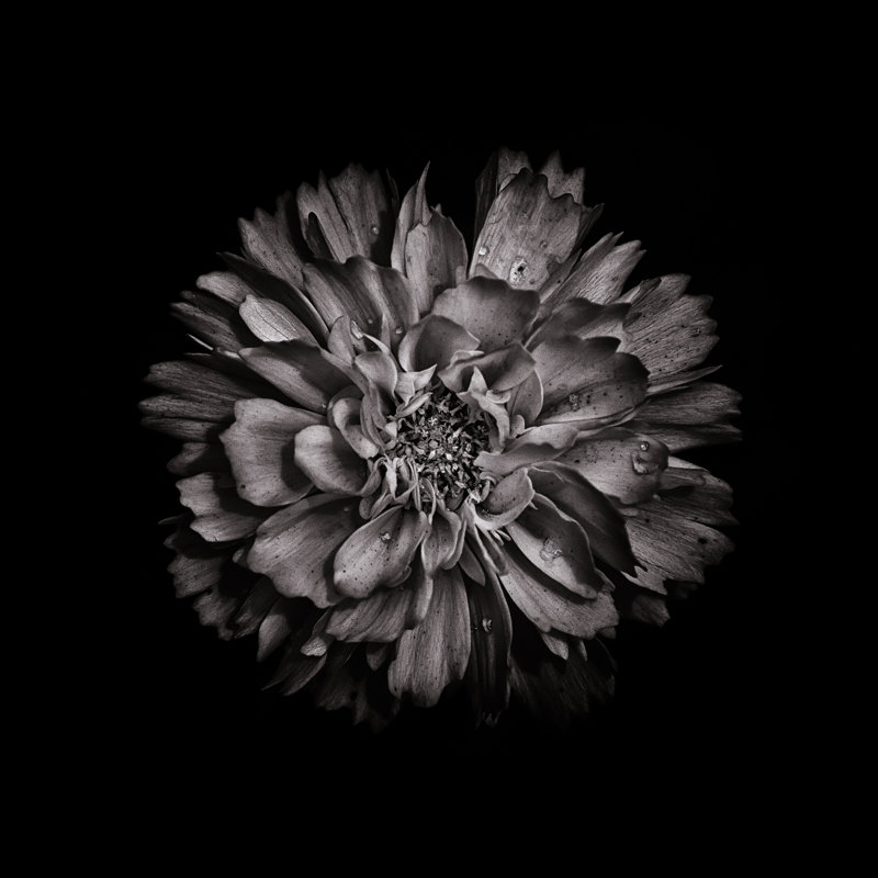 Black And White Dahlia II by Brian Carson - Wrapped Canvas Art Prints, 76cm H x 76cm W