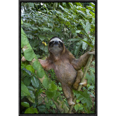 " Brown-Throated Three-Toed Sloth Male "