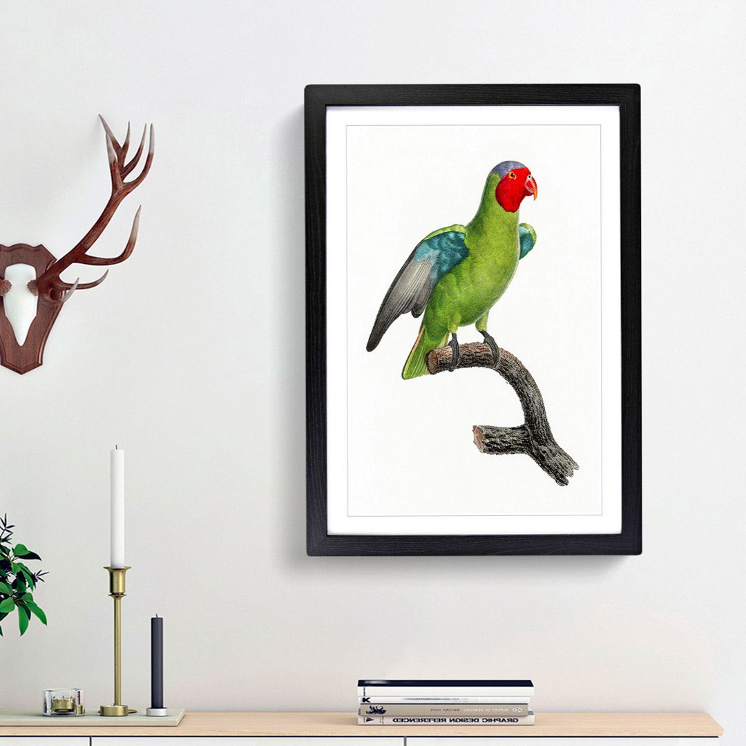 A Red-Cheeked Parrot by F. Levaillant - Framed Print
