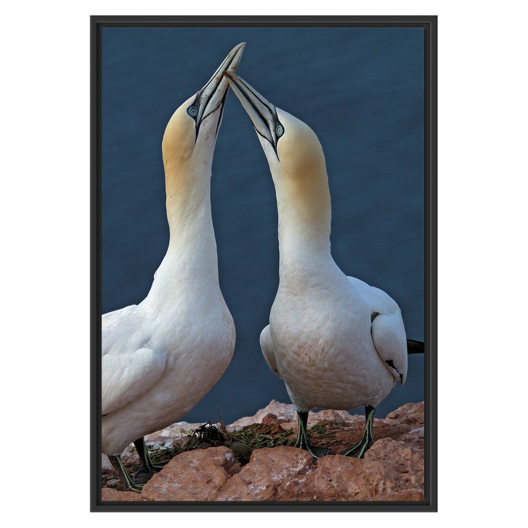 Gerahmtes Wandbild außergewöhnliche Vögel am Meer