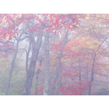 Autumn Portrait Blue Ridge Parkway #4 Print by Bruce Heinemann