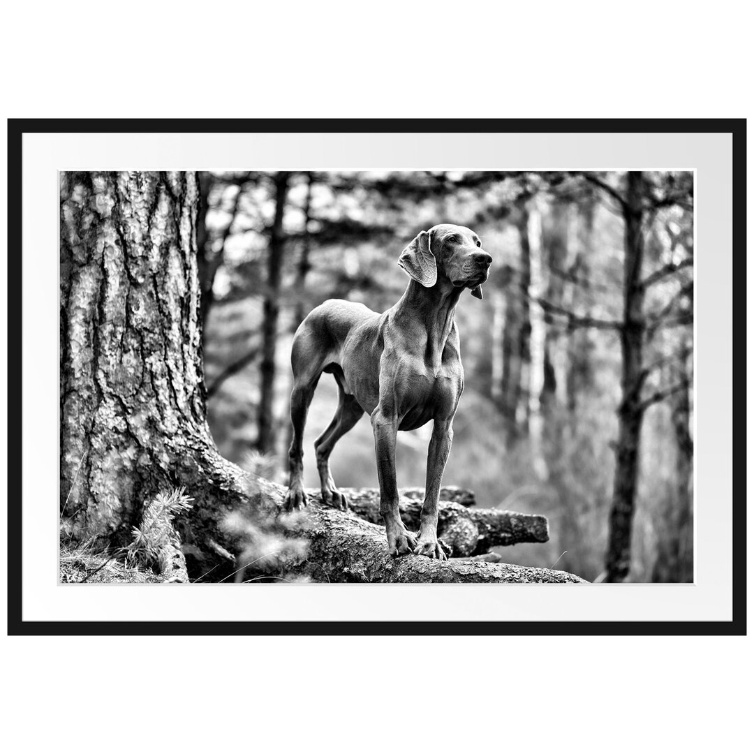 Gerahmtes Poster Edler Weimaraner im Wald