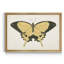«Beautiful Butterfly I», impression sur toile encadrée-345591188-345591191